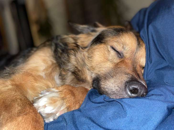 Molly, chienne Berger Allemand croisée Saint-Bernard à adopter en association