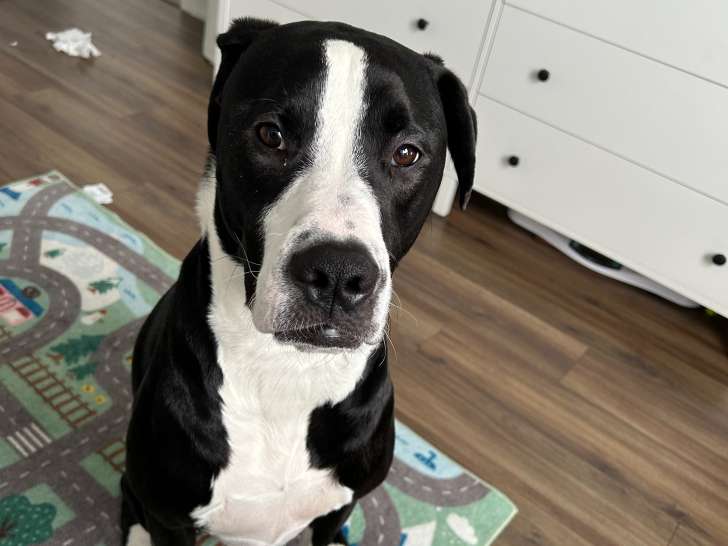 Snoopy, Dogue Allemand croisé Bully à adopter en association