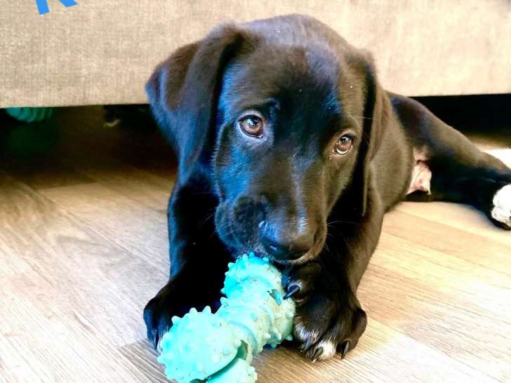 Koda suite a un désistement il commence a etre propre la journee.