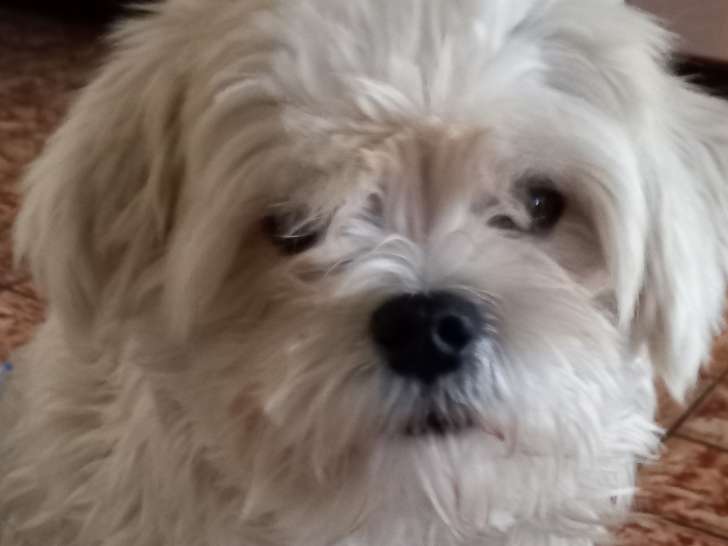 Mâle Bichon Maltais de petit gabarit disponible pour saillie