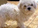 Mâle Bichon Maltais de petit gabarit disponible pour saillie