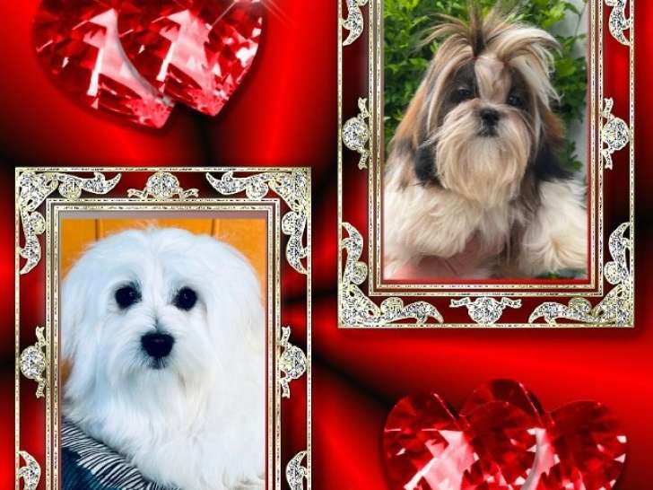 Ultime Beauty et Viking des Merveilles d'Océane