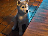 Chiots Husky croisés Kishu à vendre