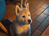 Chiots Husky croisés Kishu à vendre
