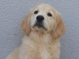 Chiots Golden Retriever LOF à naître