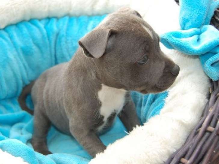 5 chiots Staffordshire Bull Terrier LOF à réserver