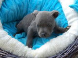 5 chiots Staffordshire Bull Terrier LOF à réserver