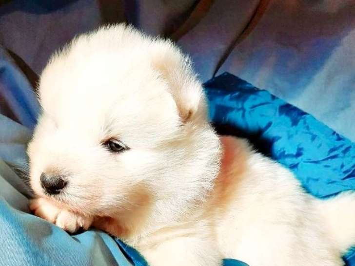 Chiots Samoyèdes LOF à réserver