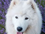 Chiots Samoyèdes LOF à réserver