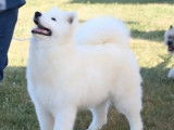 Chiots Samoyèdes LOF à réserver