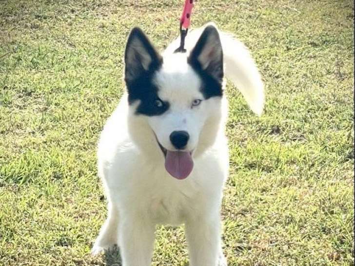 1 chiot mâle Pomsky à vendre