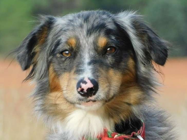 Sapic, Border Collie irrésistible à adoption en association