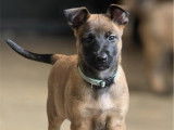 2 chiots Bergers Belges Malinois non LOF à vendre