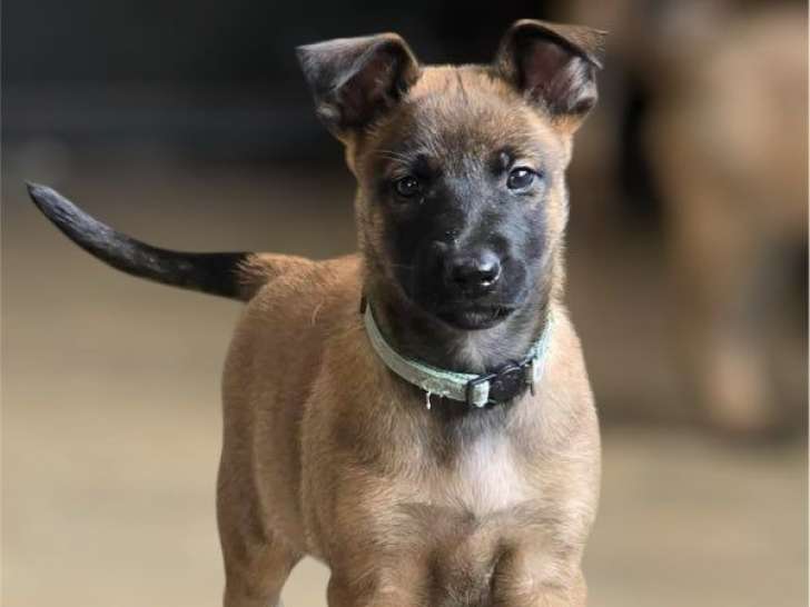 2 chiots Bergers Belges Malinois non LOF à vendre