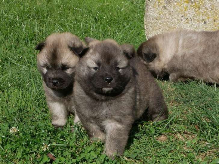 Réservation ouverte pour 5 chiots Eurasiers LOF de septembre 2025