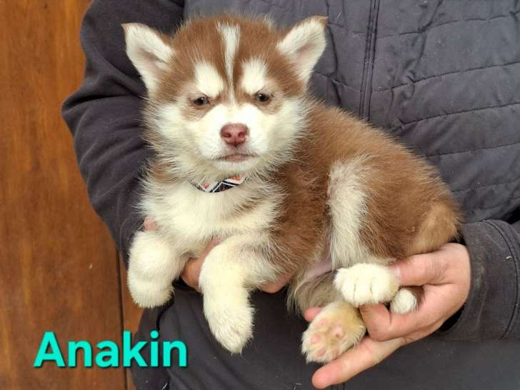 Chiots Pomskies F3 LOF à vendre, mâles et femelles chocolat et blanc d'août 2025