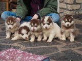 Chiots Pomskies F3 LOF à vendre, mâles et femelles chocolat et blanc d'août 2025