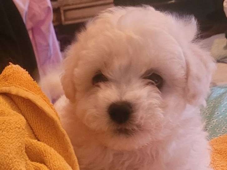 1 chiot femelle Bichon Frisé LOF à réserver