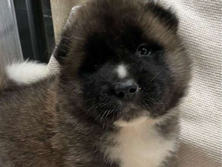 4 chiots Akita Américains LOF à réserver