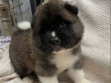 4 chiots Akita Américains LOF à réserver
