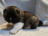 4 chiots Akita Américains LOF à réserver