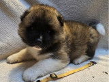 4 chiots Akita Américains LOF à réserver