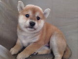 4 chiots Shiba Inus non-LOF à réserver, 3 femelles et 1 mâle de septembre 2025
