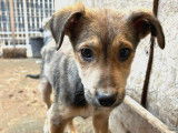 Maldoum, petit chiot à adopter en association