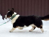 Disponible pour saillie, chien Welsh Corgi Cardigan LOF