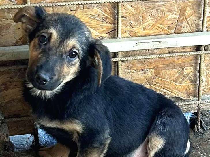 Juno petit coeur à prendre