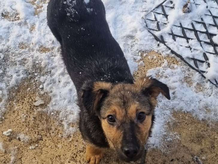 Juno petit coeur à prendre