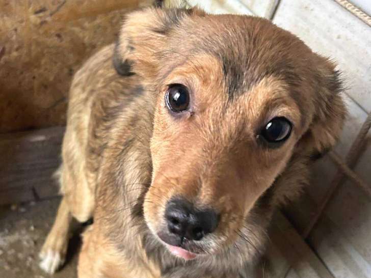 Inima, jeune chiot femelle à adopter en association