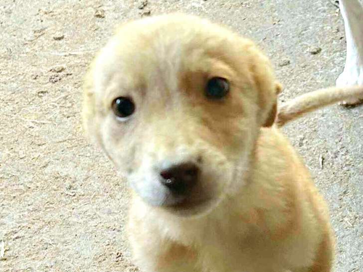 Bellette, chiot femelle à adopter en association