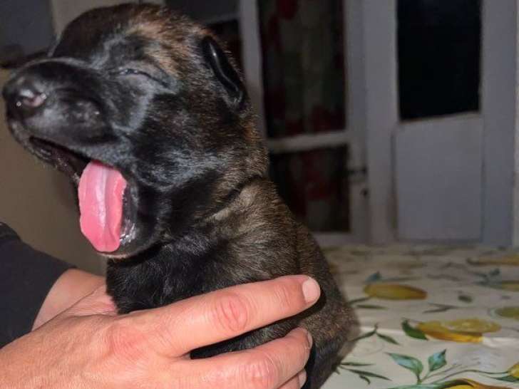 10 chiots Bergers Belges Malinois LOF à réserver, 8 femelles et 2 mâles d'octobre 2025