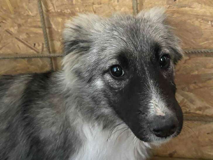 Nina, jeune chienne à adopter en association