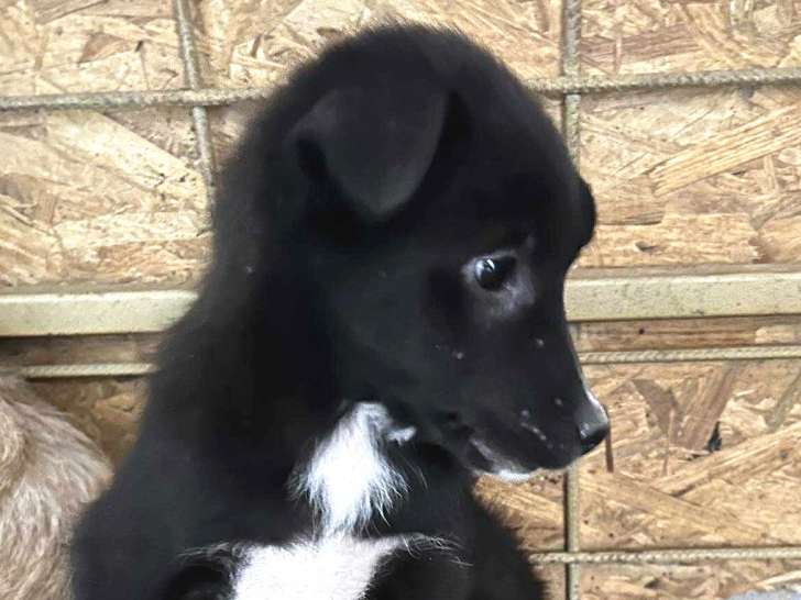 Noa, chiot à adopter en urgence