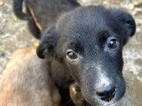 Noa, chiot à adopter en urgence