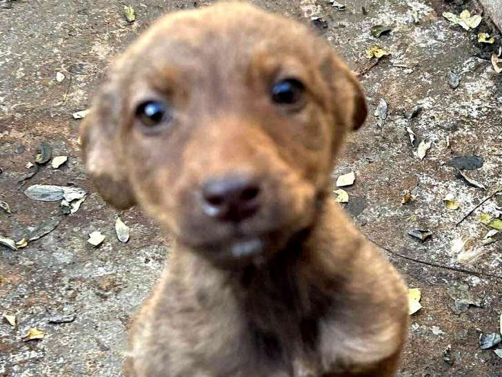 Biche, jeune chienne à adopter en association