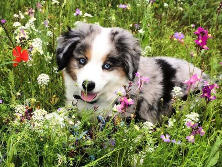 2 chiots Bergers Américains Miniatures LOF à vendre