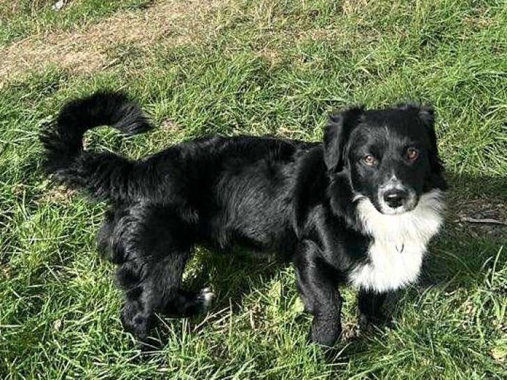Zéphyr, chien à adopter en refuge