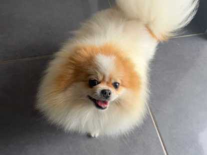 Chienne Spitz Allemand LOF adulte à vendre