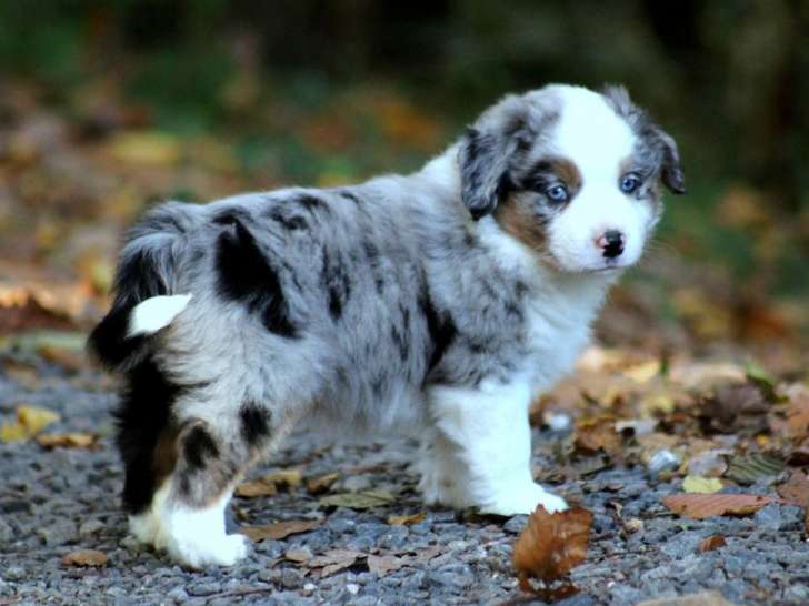 4 chiots Bergers Américains Miniatures LOF à réserver