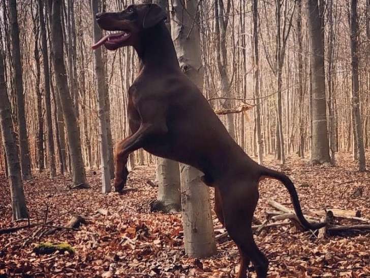 Chien adulte de race Dobermann Mâle à donner