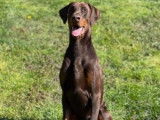 Chien adulte de race Dobermann Mâle à donner