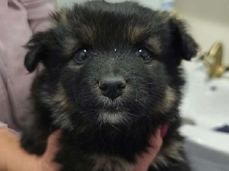 Bouba, chiot à adopter