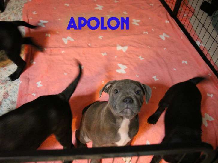 Chiots Staffordshire Bulle Terrier LOF à vendre