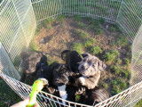 Chiots Staffordshire Bulle Terrier LOF à vendre