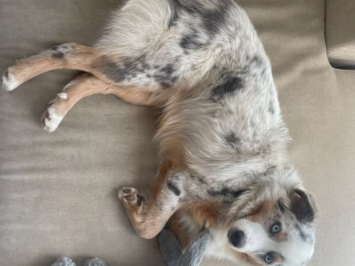 Mâle Berger Australien Miniature (Berger Américain) LOF à vendre