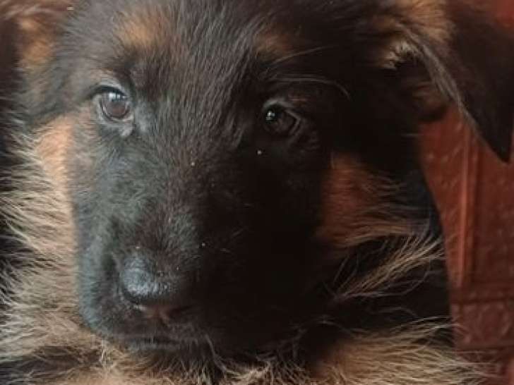 1 chiot femelle Berger Allemand LOF à réserver, noir et feu d'août 2025