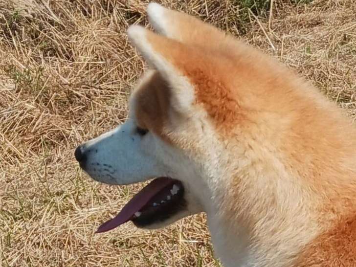 1 chienne Akita Inu LOF femelle à vendre